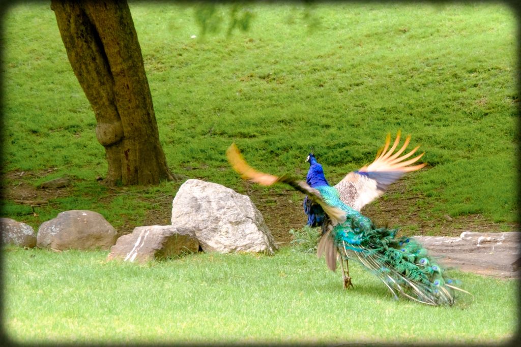 Peacock Taking Flight