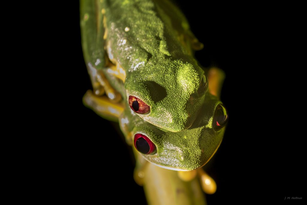 Red Eyed Tree Frogs.  Night shot in the Costa Rican rainforest.