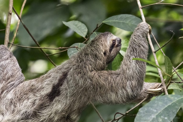 Sloth – Lux Umbraque: Light and Shadow