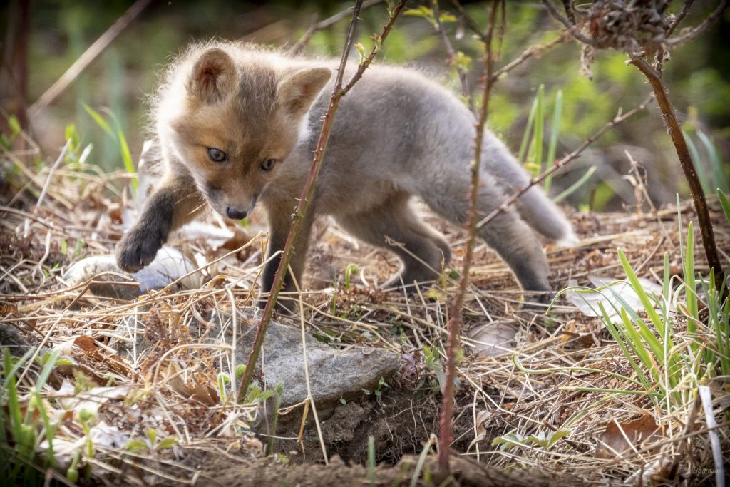 Live Baby Fox Cam!