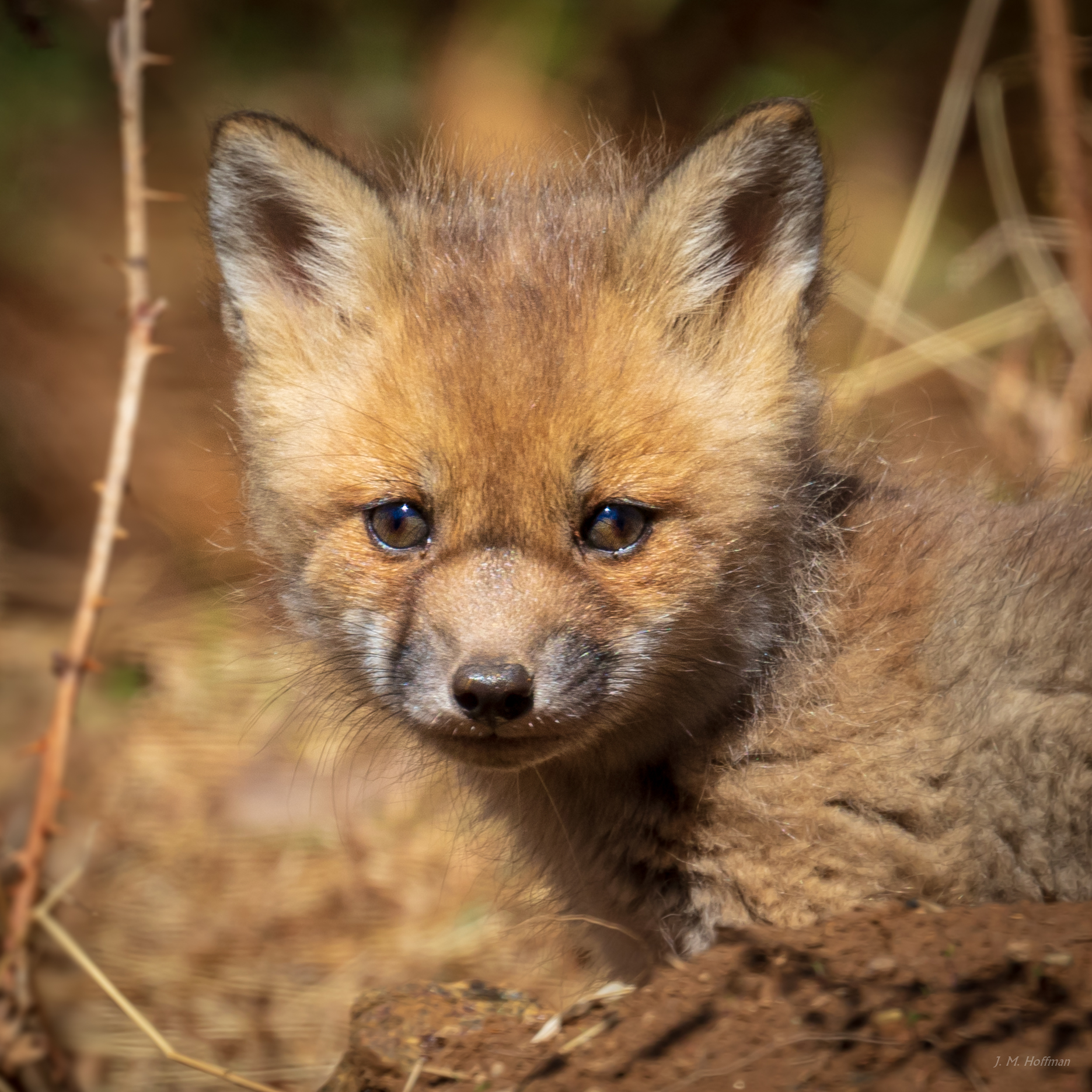 Portrait of a Baby Fox