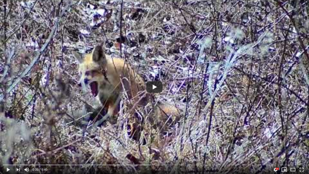 Baby Foxes Day 1:  A Short Video Clip